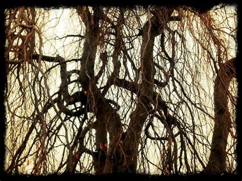 Gnarly Tree 2 Bxturtl Flickr