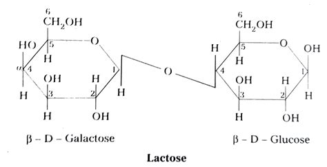 Write The Structure Of Maltose And Lactose What Are The Products Of