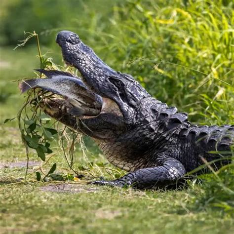 What Do Alligators Eat Diet Of Gators Leo Zoo