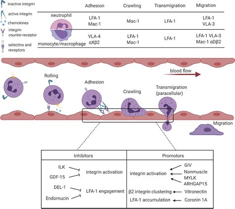 β1 And β2 Integrins Central Players In Regulating Vascular