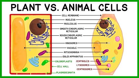 Differences Between Animal Cells And Plant Cells Online Science Notes