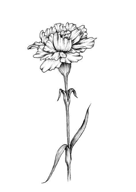 Single Carnation Art Print By Dashblossoms 花の入れ墨 アートプリント 入れ墨