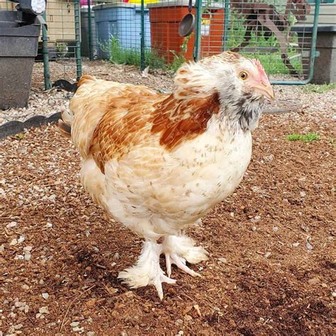 Top 8 Friendliest Chicken Breeds Best Pet Chickens With Pictures