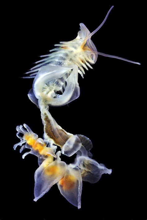 Creatures From Your Dreams And Nightmares Unbelievable Marine Worms