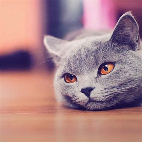 10 Top Funny Cat Desktop Wallpaper Full Hd 1080p For Pc