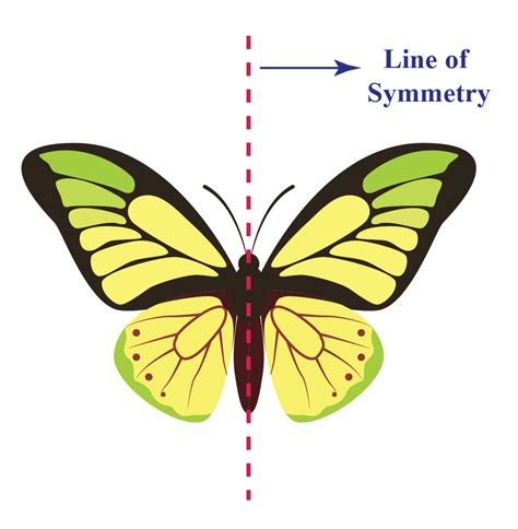 Symmetrical Art Definition Symmetry Definition Solved Examples