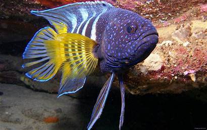 Fish Colorful Tropical Underwater Baltana