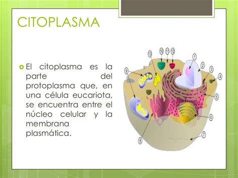 Pared Celular Membrana Y Citoplasma