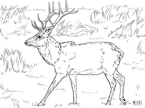 Realistic Wildlife Coloring Pages Deer