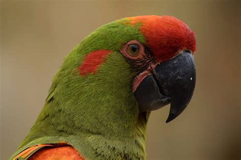 Photo Birds Parrots Beak Head Animal Closeup