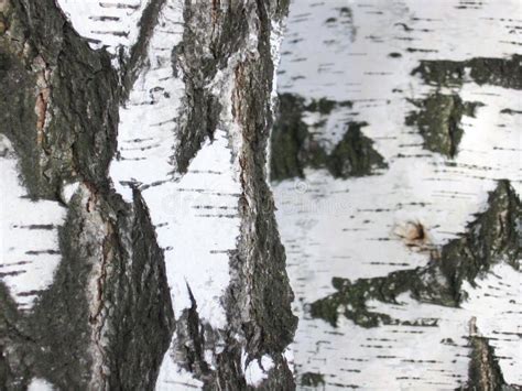 Birch Bark Close Up Stock Photo Image Of Lightnature 107831254