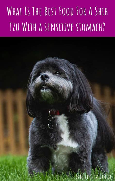 Check spelling or type a new query. Best Dog Food For A Shih Tzu With A Sensitive Stomach ...