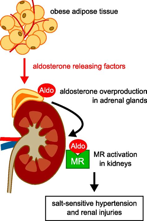 The Mineralocorticoid Receptor In Salt Sensitive Hypertension And Renal