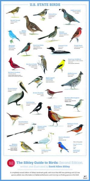The Sibley Guide To Birds Second Edition By David Allen Sibley
