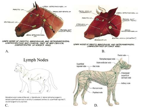 Anatomical Location Of Animal Lymph Node A Horse B Cattle C Cat