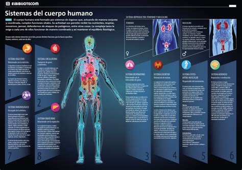 Sistemas Del Cuerpo Humano Invdes