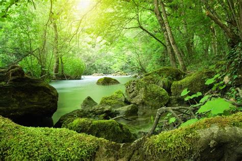 Mountain River In The Middle Of Green Forest Stock Photo Image Of