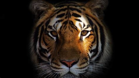 Once you are done, you can play around with an array of 3d, screen resolution, and tiling options available, and choose one that befits you. animals, Tiger Wallpapers HD / Desktop and Mobile Backgrounds