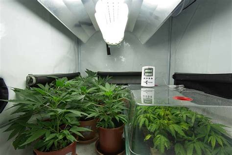 Basically if you use a proper grow guide and a lot of cfl lights you can grow better plants than hid bulbs could produce! Superbox Grow Box Review - Learn Growing Marijuana