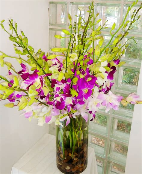 Luminous Luxury 30 Stem Orchid Bouquet In Miami Beach Fl Miami Beach