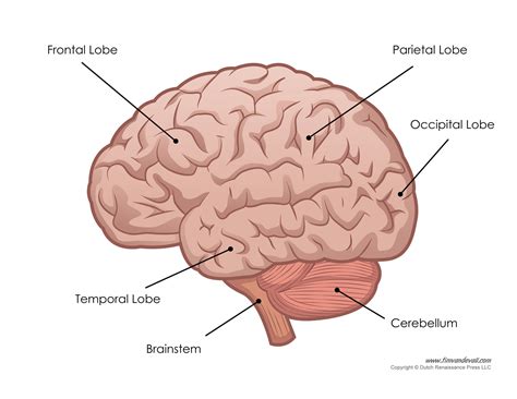 The Brain Labeled Diagram