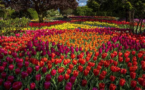 Park Filled With Tulips Hd Wallpaper Background Image 1920x1200