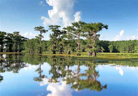 Explore The Piney Woods And Rose Capital Of America In East Texas