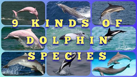 9 Kinds Of Dolphin Species Youtube