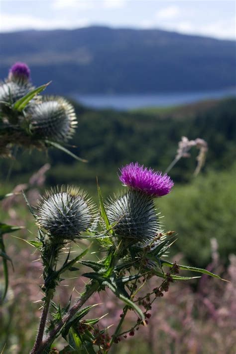 Scotland Scotland Scotland Forever Nature