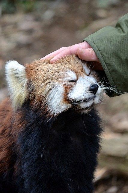 Red Panda Loves Pets Red Panda Cute Baby Animals Animals
