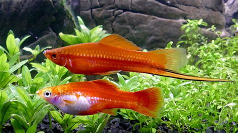 23 High Solution Swordtail Fish Images With No Water Mark