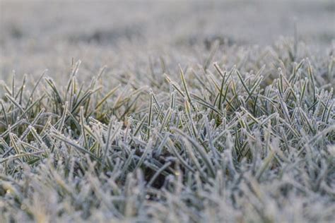 Frost On Grass In Early Morning Sun Stock Image Image Of Grass