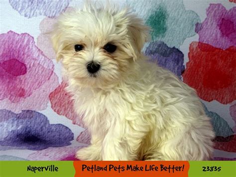 Maltese Dog Female White 2884374 Petland Pets And Puppies Chicago Illinois