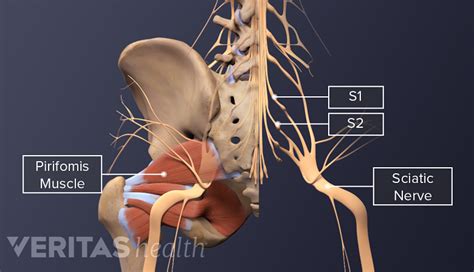 Piriformis Muscle Blood Supply And Innervation Spine Health