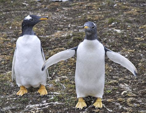 Gentoo Penguins In The Falkland Islands We Went To Visit A Flickr