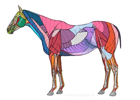 Horse Anatomy For Artists Skeleton And Muscle Diagrams Monika Zagrobelna