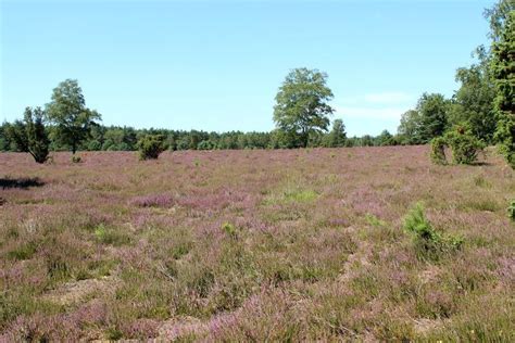 Es gibt zwar die faustregel, dass die lüneburger heide blütezeit vom 08.08. Heideblüten-Barometer: Wann blüht die Heide 2020?