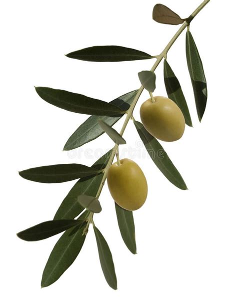 Olive Branch With Two Olives Olive Plant Branch With Leaves And Two