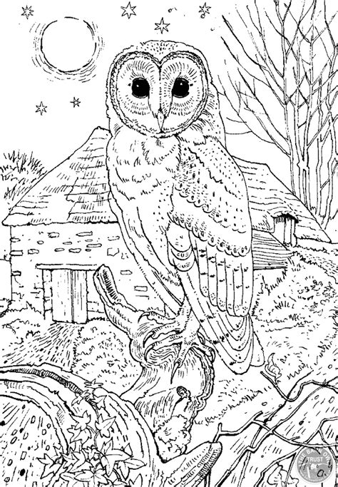Barn Owl Colouring Page The Barn Owl Trust