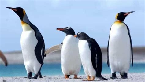 Pingüinos Características Tipos Qué Comen Dónde Viven Y Más