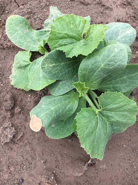 The fruit can range greatly in size, from miniature pumpkins weighing a few. My pumpkin plant sprouted a seed on one of its leaves ...