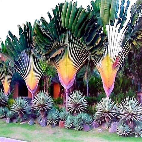 5 Travelers Palm Tree Seeds for Planting - Etsy