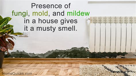 How Do I Get Rid Of A Musty Smell In My House