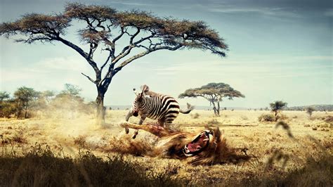 Fantasy Art Lion Zebras Africa Animals Savannah
