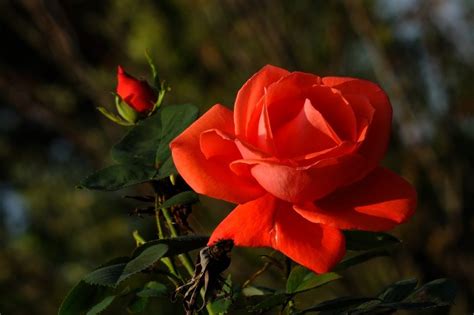 Beautiful Red Rose Flower And Bud With Green Leaves Free Image Download