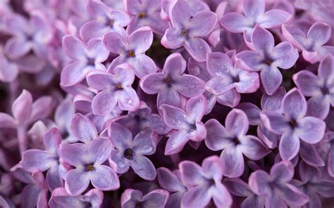 42 Purple Lilac Wallpaper