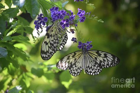 Purple Flowers Blooming In A Garden With Two Butterflies Photograph By