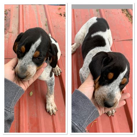 Bluetick Coonhound Puppies For Sale Crystal Mi 313846