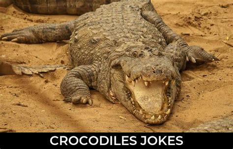 34 Crocodiles Jokes That Will Make You Laugh Out Loud