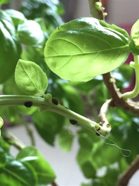 What Are These Black Spots On My Basil Plant They Are Making My Plant